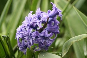 Purple plants in a summertime