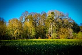 autumn forest at beautiful sunny day, france