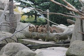 Monkeys in the zoo