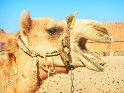 head of a camel on the background of the desert