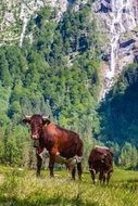 Picture of the cows are on mountain
