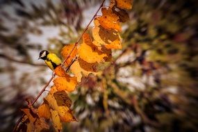 autumn bird on a golden leaves branch