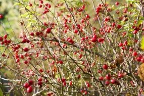 rose hip bush