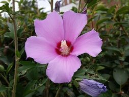 pale purple summer flower