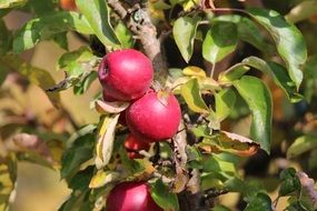 bright red apples on a branch