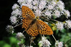 wonderful orange butterfly