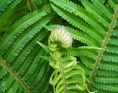 Snail-shaped Green ferns