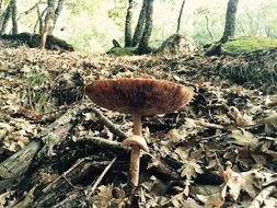 Mushroom among the dry leaves in the wild nature