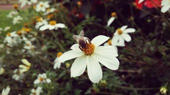 fly on white flower