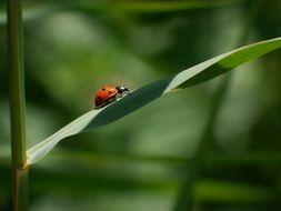 tiny ladybird on leaf