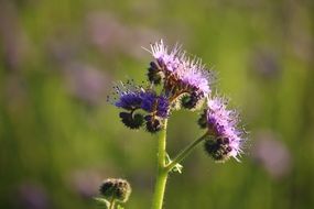 phacelia or boraginaceae close-up on blurred background