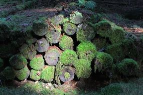 logs overgrown with moss