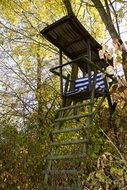observation tower in the forest