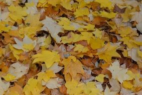 yellow autumn leaves on the ground in season