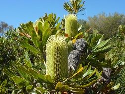 Exotic green plants