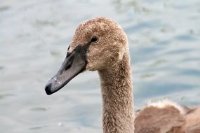 shaggy goose portrait