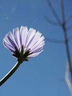 purple flower under the sunshine close-up on blurred background