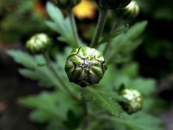 wonderful bud blossom