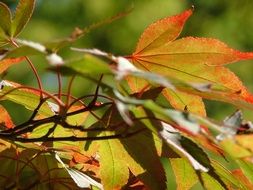 autumn foliage in the sun