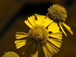 beautiful wildflower of the meadow