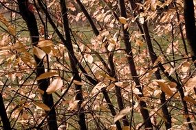 Autumn trees in the garden