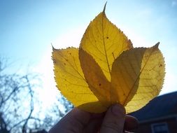 three autumn leaves in hand