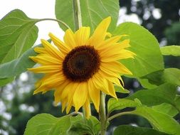 sunflowers in the garden in autumn