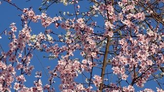 photo of pink cherry tree