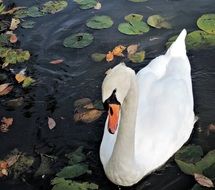 white swan in a flowering pond