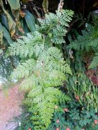 plant with green lush leaves