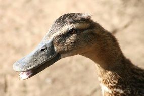 Feathered duck close-up on blurred background