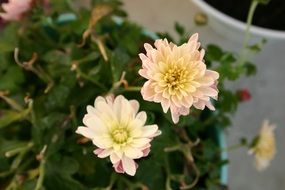 chrysanthemum flowers close-up