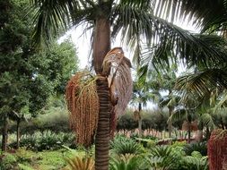 date palm in the tropics