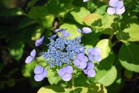 blue greenhouse hydrangea flowers