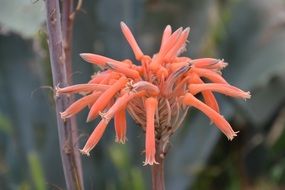 plant with orange petals unusual shape closeup