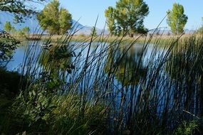 reeds by the lake