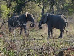 elephant fight in south africa