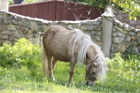 Pony is eating grass