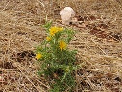 green plant with yellow flowers in the hay