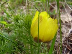 yellow tulip among green grass