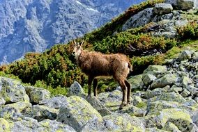 goat in Tatry Slovakia