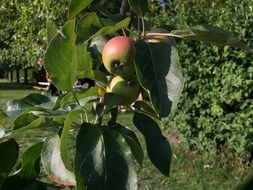 apples on a tree close-up