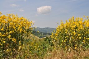 Yellow flowers on a mountain in nature