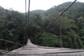 Long wooden bridge in tropical forest