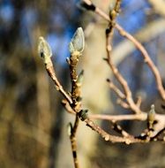 tree buds in spring