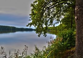 tranquil evening in the forest
