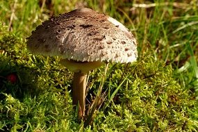 gray mushroom in green grass in nature