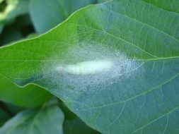 Close-up of the pupa on the green leaf