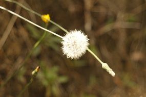 bushy meadow flower bud
