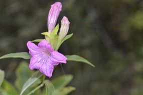 fragile purple flowers close up